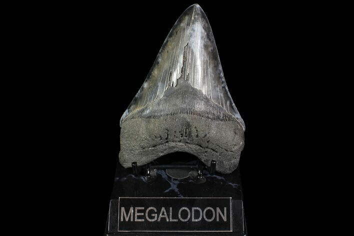 Serrated, Fossil Megalodon Tooth - Georgia #92897